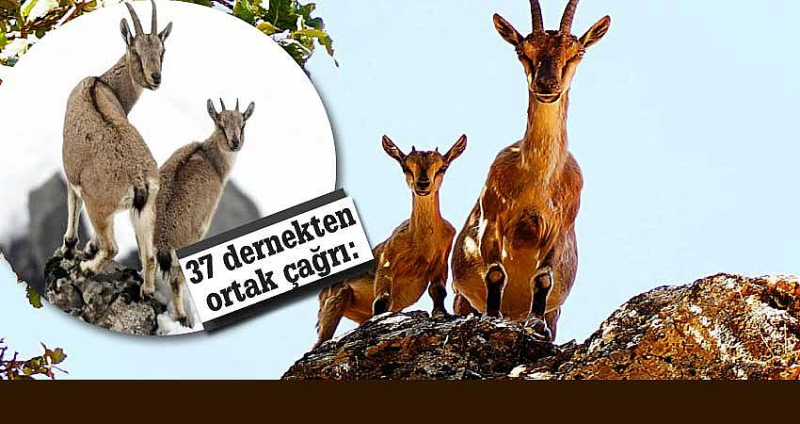 “Av Cinayetine Dur Diyelim” Çağrısı! 