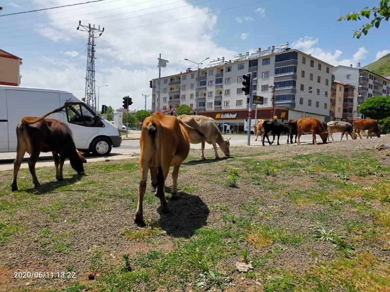 Başıboş Gezen Hayvan Sahiplerine Son Uyarı