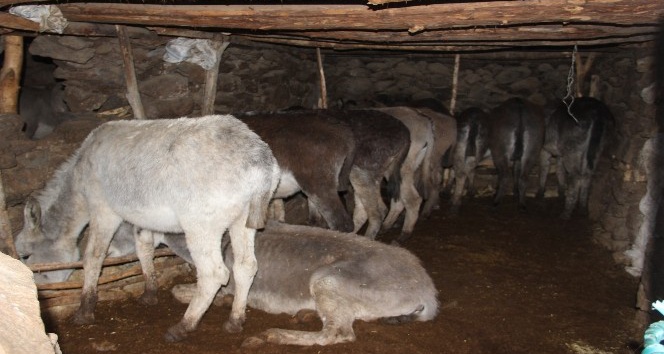 BAŞIBOŞ HAYVANLAR İÇİN BARINAK AYARLANDI