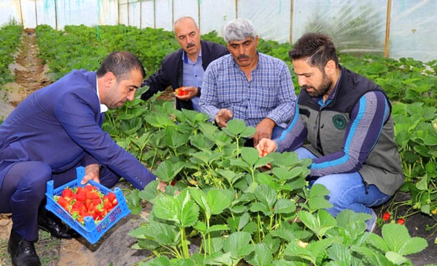 BİNGÖL ÇİLEĞİNDE HASAD VAKTİ