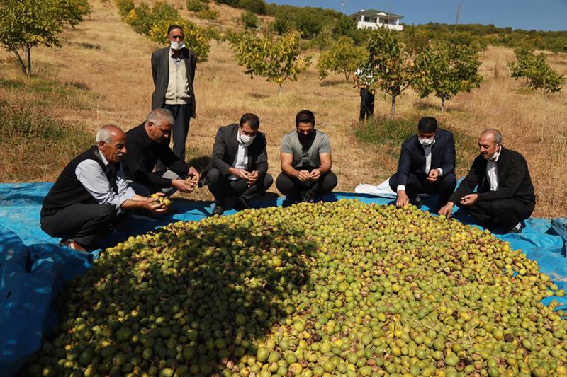 Bingöl’de 8 Yılda 240 Bin Adet Ceviz Fidanı Dağıtıldı 