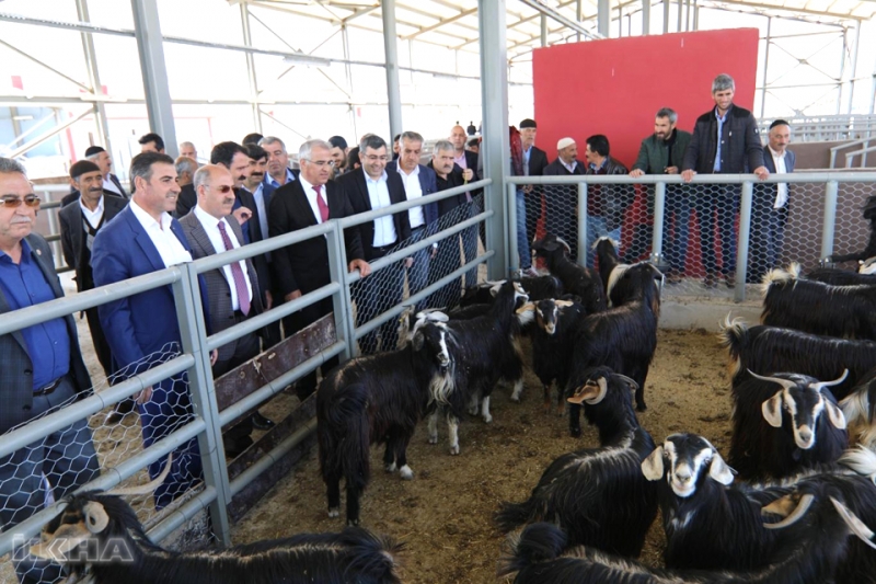 Canlı Hayvan Pazarı Hizmete Açıldı