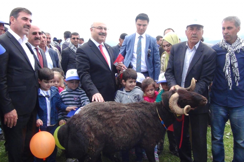 "En İyi Koç ve En İyi Kuzu" Yarışması