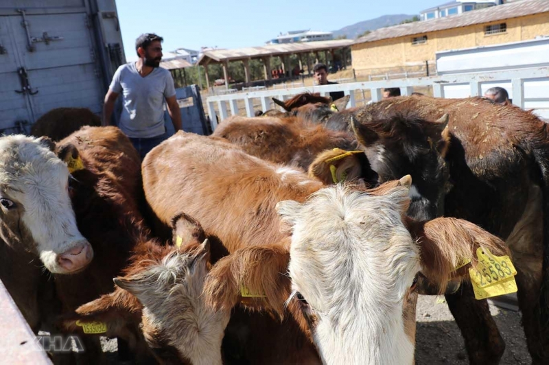 Genç Çiftçilere 252 Büyükbaş Hayvan Dağıtıldı