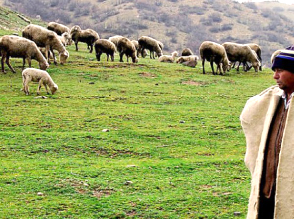 İlçe Tarım’dan Çobanlık Kursu     