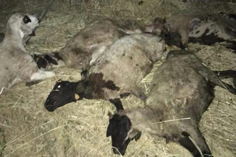 Kamyon devrildi: 5 kişi yaralandı 48 koyun telef oldu