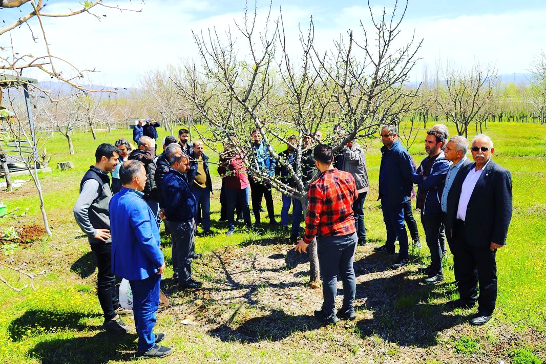 MEYVE AĞAÇLARINDA BUDAMA VE AŞILAMA EĞİTİMİ