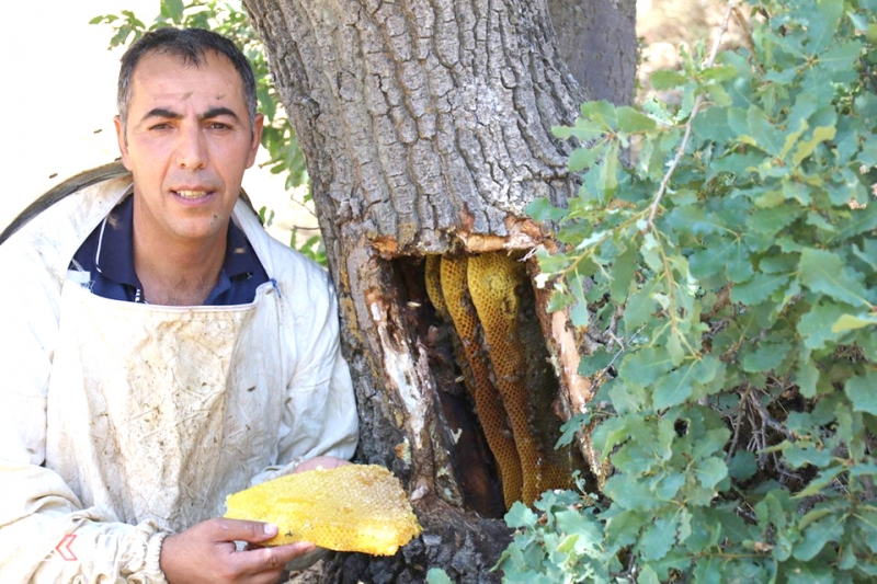 Organik Şifa Kaynağı: Ağaç Kütüğü Balı