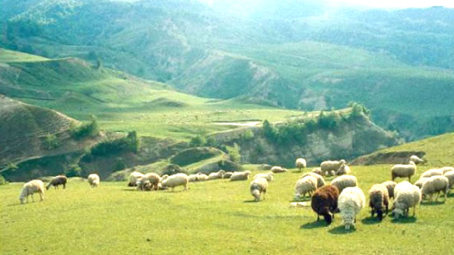 Solhan’daki Yayla ve Meralar Kiraya Verilecek   