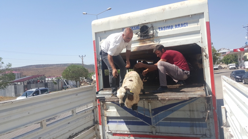 Solhanlı Genç Çiftçilere Küçükbaş Hayvan Desteği