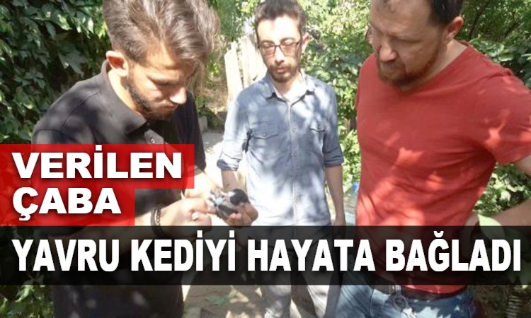 Verilen Çaba Yavru Kediyi Hayata Bağladı  