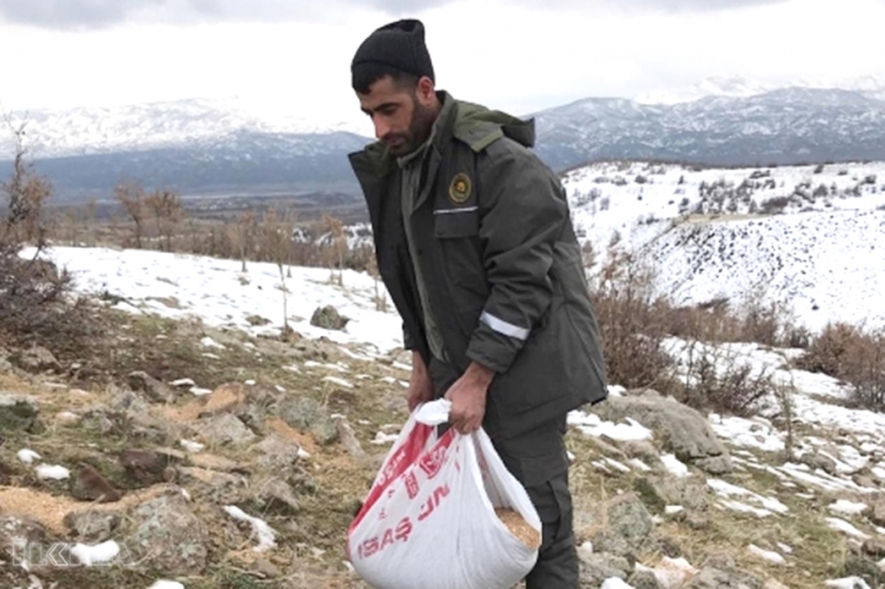 Yabani Hayvanlar için Doğaya Yem Bırakıldı