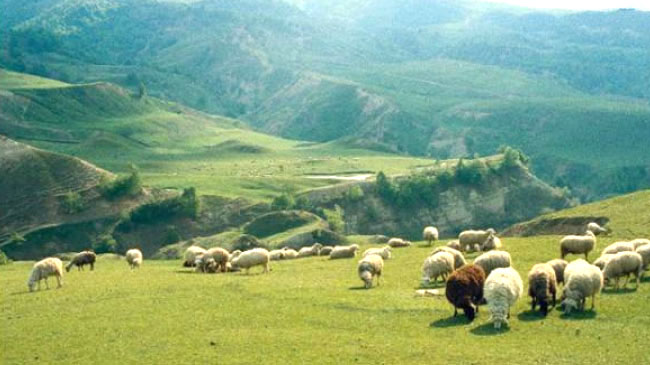 “Yaylalarda Yaşam Malzemesi Bırakmayın”