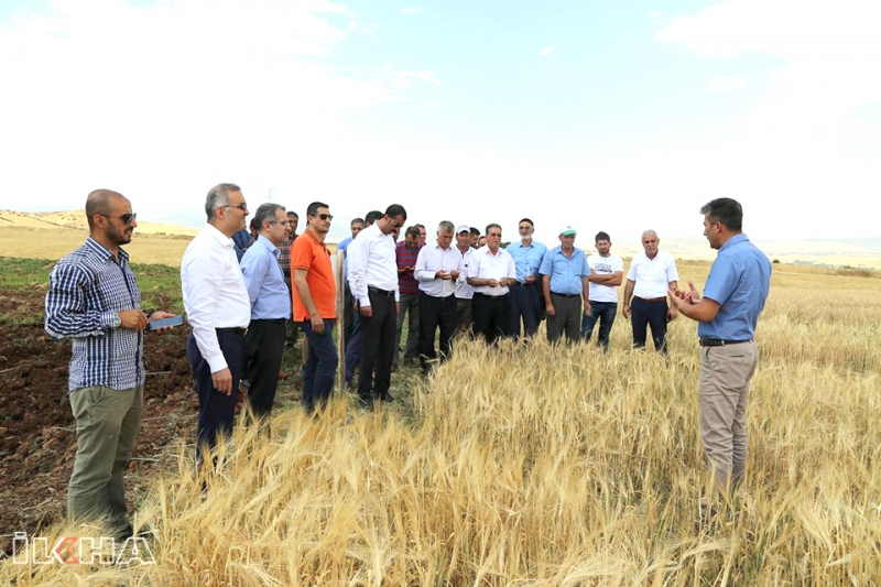 Yerel Buğday Tohum Türleri Çiftçilere Tanıtıldı